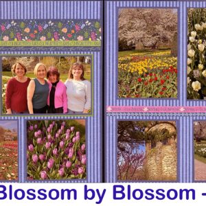 B6-22 Blossoms 260