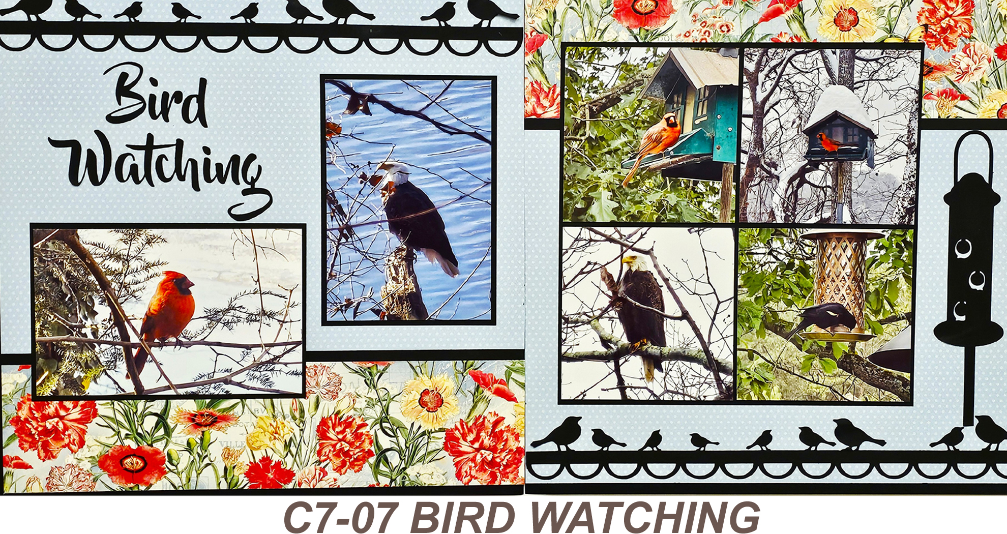 C707 BIRD WATCHING